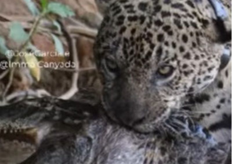 Onça faz ataque cinematográfico e captura jacaré
