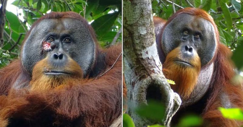 Macaco selvagem usa planta para se curar sozinho