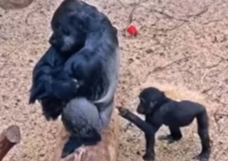 Pai gorila e o filhote brincalhão 