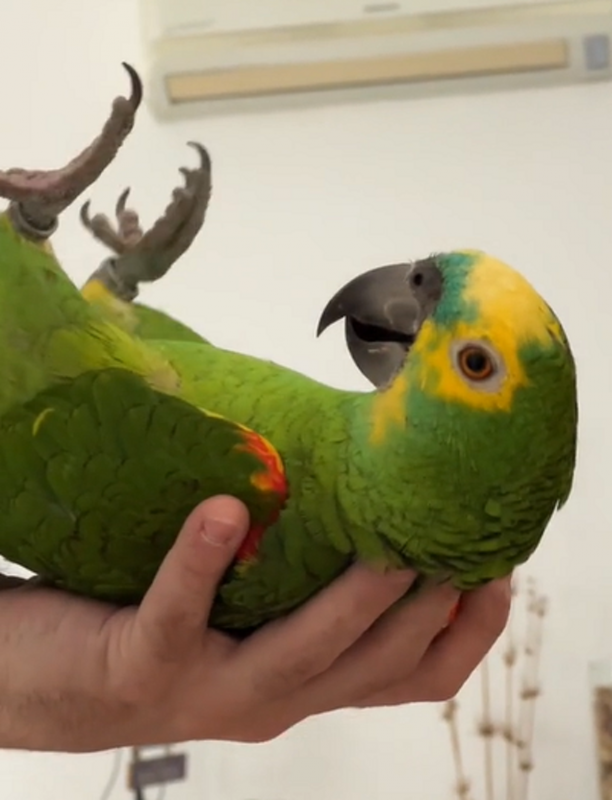 Papagaio faz acrobacias e vídeo viraliza - Foto: Kriandokalo/Reprodução/ND
