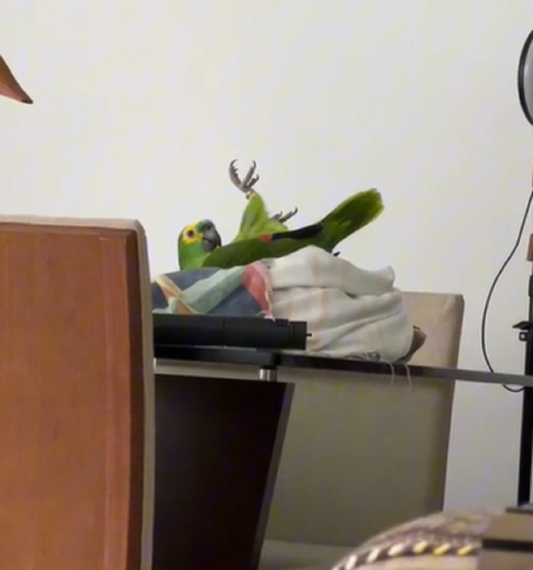 Vídeo conta com mais de seis mil curtidas - Foto: Kriandokalo/Reprodução/ND