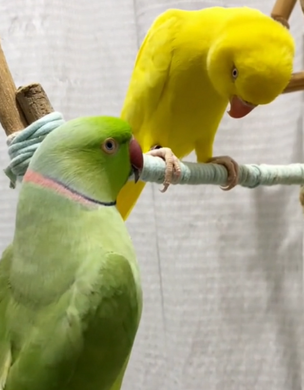 Nick e Beta, dois papagaios viralizam com discussão de casal - Foto: Nosso Nick/Reprodução/ND