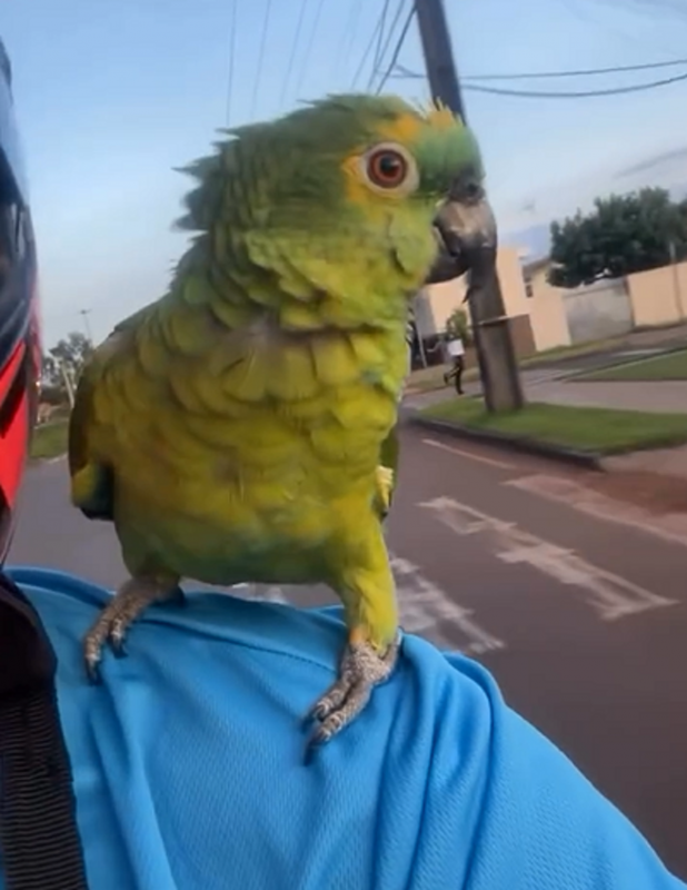 Papagaio viraliza ao ter crise de riso em uma moto - Foto: Lorival Oficial/Reprodução/ND