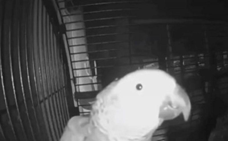 Papagaio imita faz pedido inusitado a alexa