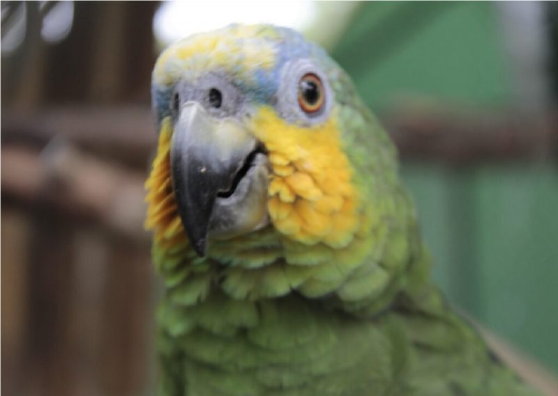 Crianças poderão desenvolver alimentos para o papagaio do Zoo