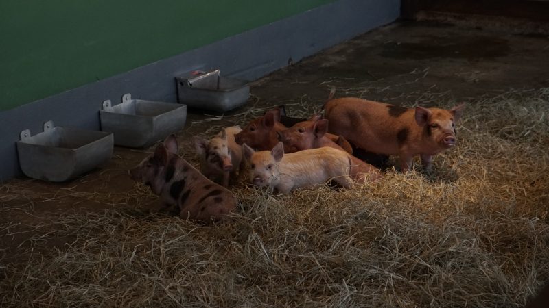 Mini fazenda &eacute; uma das op&ccedil;&otilde;es a serem visitadas pelo p&uacute;blico – Foto: GRK Audiovisual/Reprodu&ccedil;&atilde;o ND