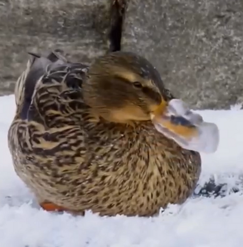 Pato com bico congelado tem viralizado nas redes socias - Foto: Hermes Png/Reprodução/ND