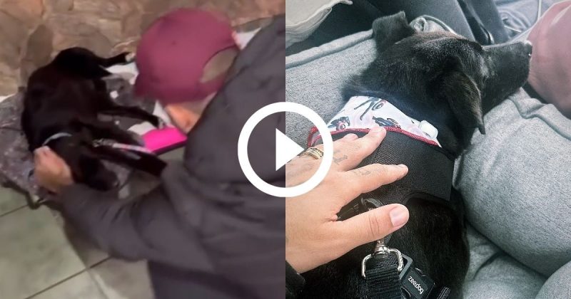 Pedro Scooby adota cachorro resgatado no Rio Grande do Sul