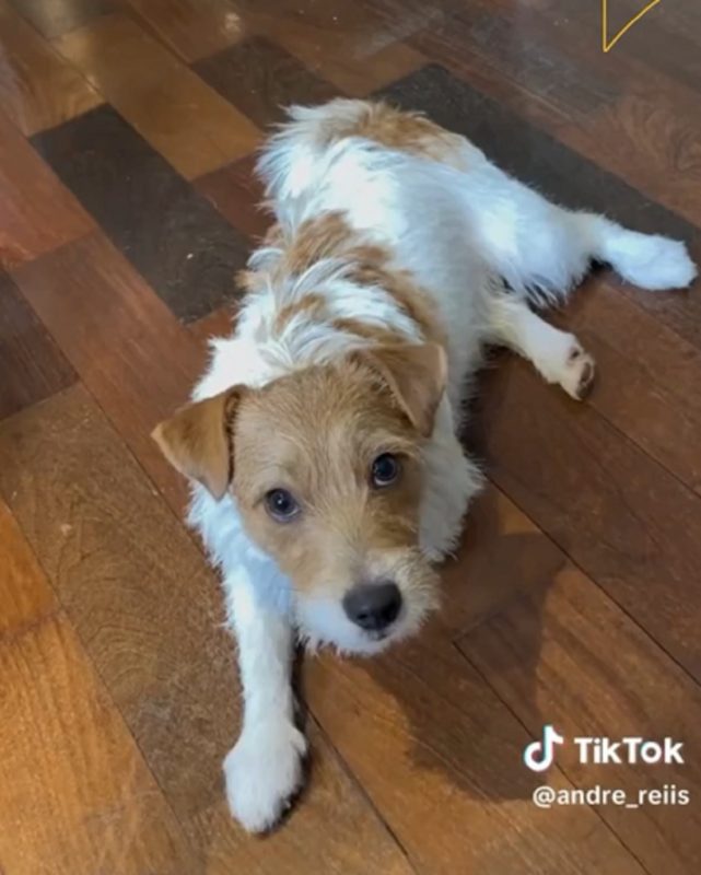 Bud é um verdadeiro lord quando se trata de latir em volume baixo - Foto: André Reiis/Reprodução/ND