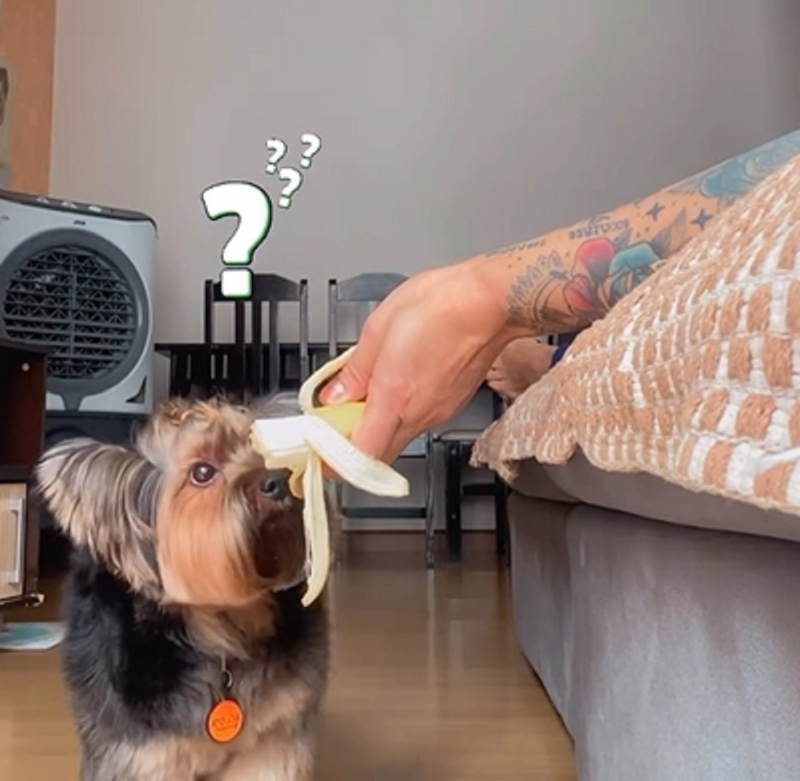 Bolota e Pipoca dois pets viralizam 