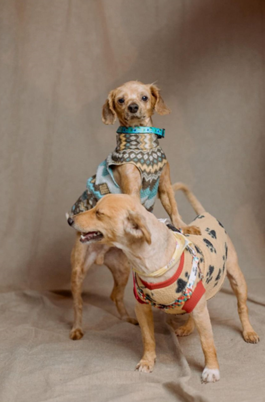 Voluntária faz cliques de esperança para incentivar a adoção de pets que foram resgatados das cheias do RS - Foto: Rafaela Siqueira/Reprodução/ND