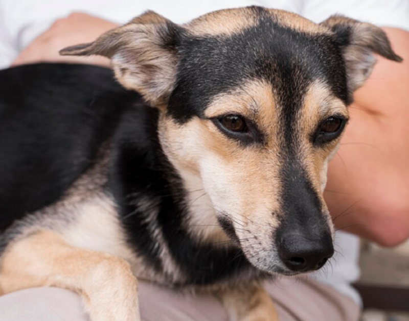 Mara Rejane explica os sintomas que a doença dirofilariose pode causar nos animais - Foto: Freepik/Reprodução/ND