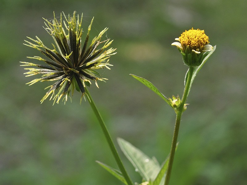 O picão preto pode ser facilmente encontrado em pode ser encontrado em lojas de produtos naturais 