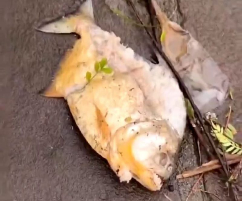 As piranhas não são nativas do Guaíba