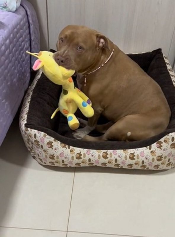 V&iacute;deo original alcan&ccedil;ou milh&otilde;es de visualiza&ccedil;&otilde;es – Foto: Internet/Reprodu&ccedil;&atilde;o/ND