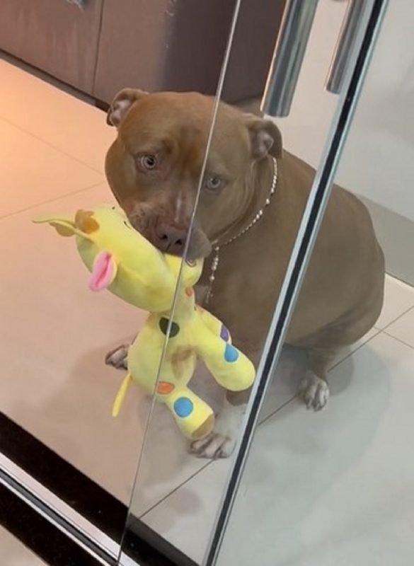 De forma muito fofa, pitbull chama sua tutora para dormir – Foto: Internet/Reprodu&ccedil;&atilde;o/ND