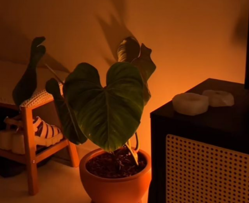 Sombras projetadas na paredes d&atilde;o charme aos c&ocirc;modos – Foto: Micaela di Corrado/Reprodu&ccedil;&atilde;o/ND