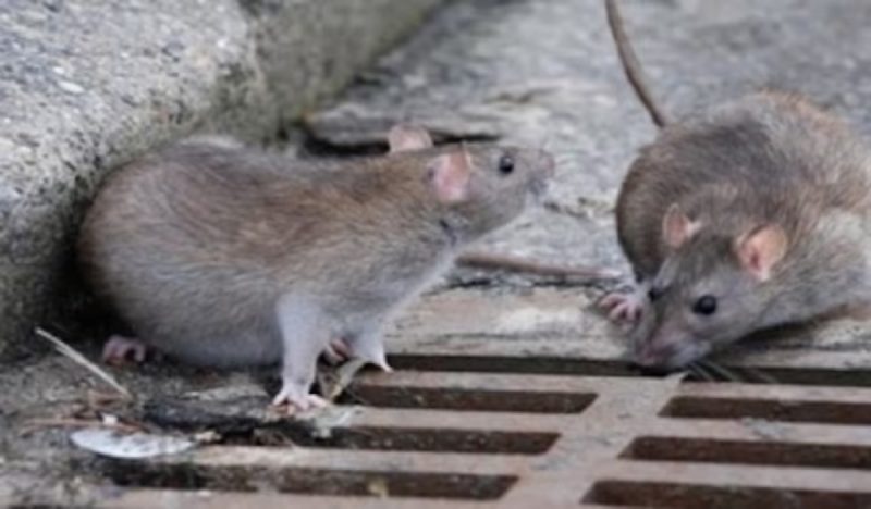 Ratos infectados com bact&eacute;ria podem transmitir a leptospirose – Foto: Divulga&ccedil;&atilde;o SES-DF
