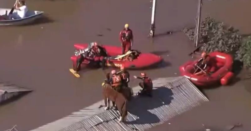 Égua Caramela sendo resgatada