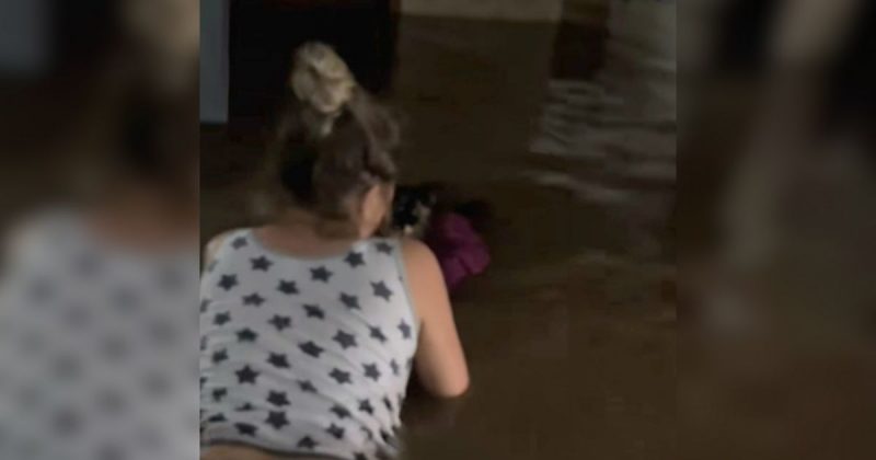 Gatinha foi resgatada em meio à enchente