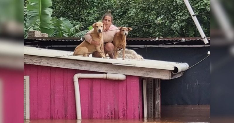 Mulher afirma que bombeiros e Defesa Civil n&atilde;o quiseram resgatar animais, por&eacute;m vers&atilde;o &eacute; negada pelas autoridades – Foto: Deise Falci/Instagram/Divulga&ccedil;&atilde;o/ND