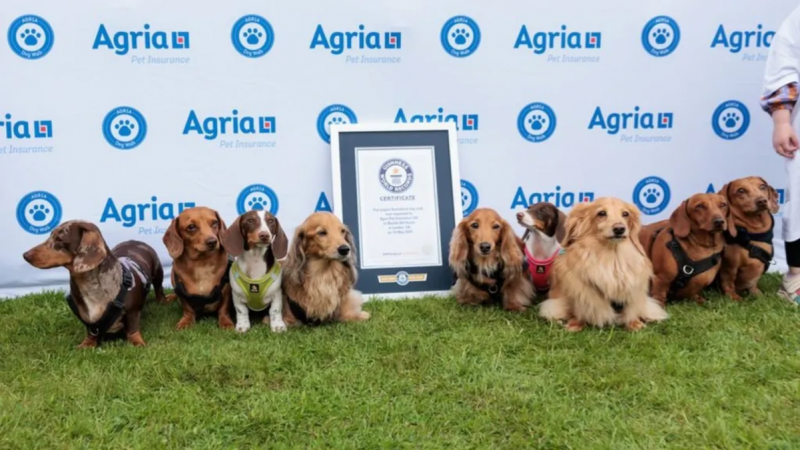 cachorros salsicha posam orgulhosos em frente ao certificado do recorde