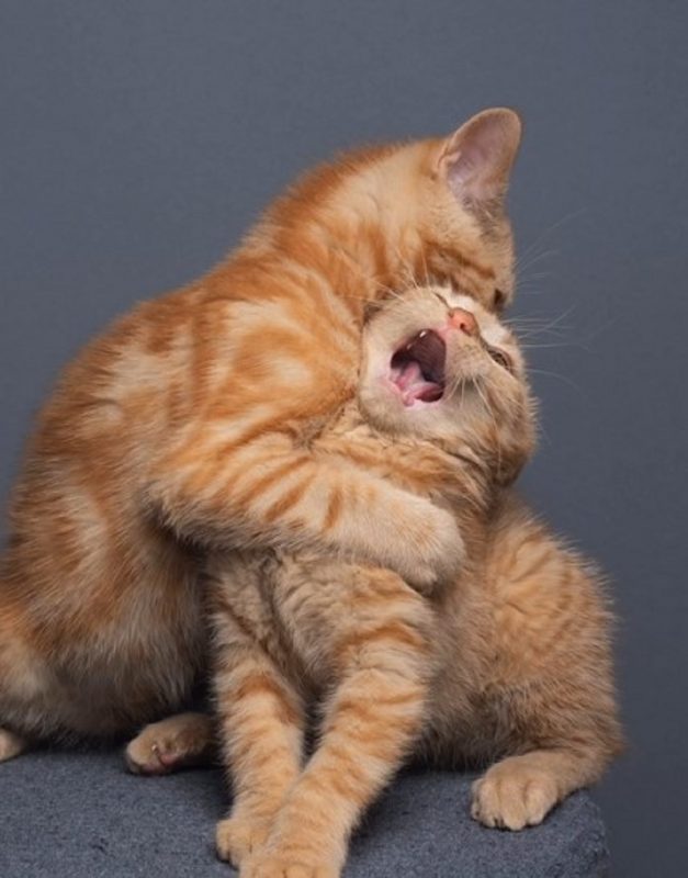 Sess&atilde;o de fotos foi realizada com dois filhotes de gatos – Foto: Internet/Reprodu&ccedil;&atilde;o/ND