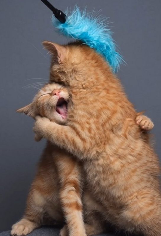 Sess&atilde;o gerou momentos hil&aacute;rios estre os filhotes – Foto: Internet/Reprodu&ccedil;&atilde;o/ND