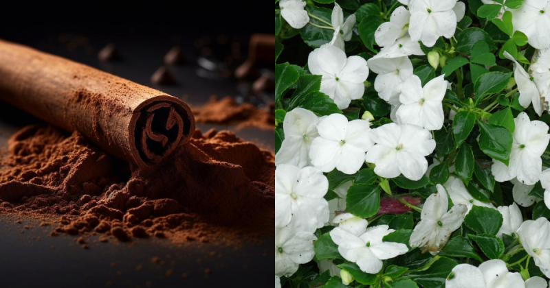 Conforme M&aacute;rcia Sensitiva, as simpatias te ajudar&atilde;o a atrair dinheiro e contatinhos com a canela e a flor “Maria sem vergonha” – Foto: Freepik/PlantaSonya/Montagem/Divulga&ccedil;&atilde;o/ND