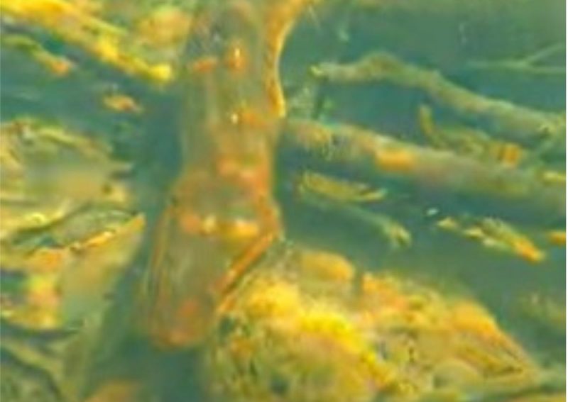 Sucuri no fundo do rio impressiona 