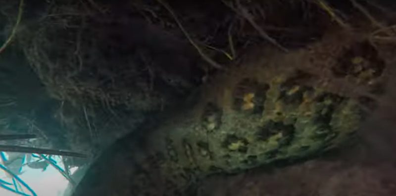 Mergulho para registrar sucuri