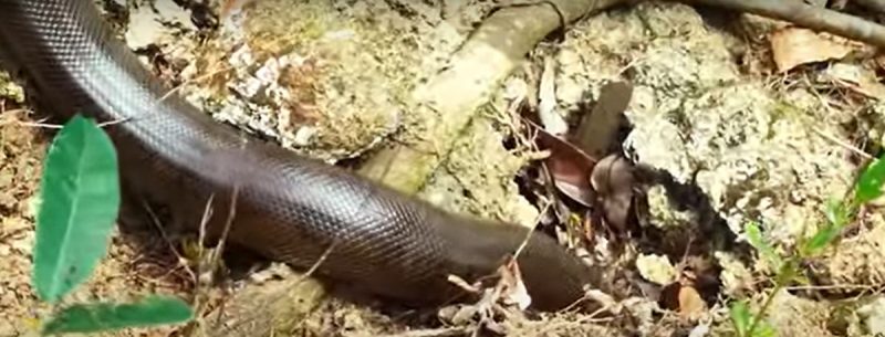 Sucuri arranca suspiros de grupo de turistas