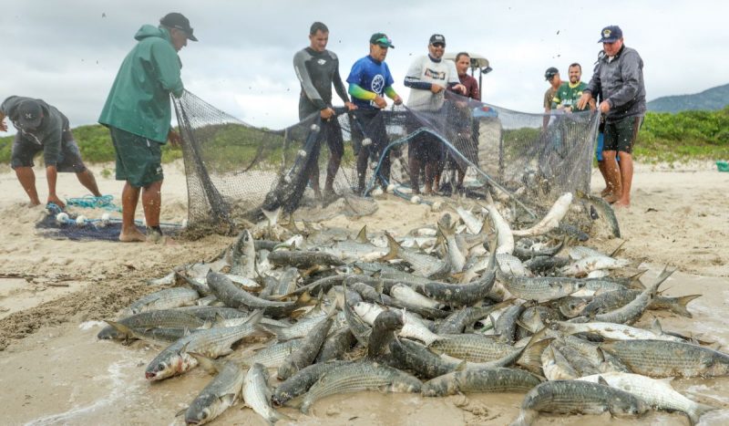 Cerca de 18 mil tainhas foram capturadas nesta quarta-feira (22) – Foto: Jonat&atilde; Rocha/SECOM/Reprodu&ccedil;&atilde;o/ND