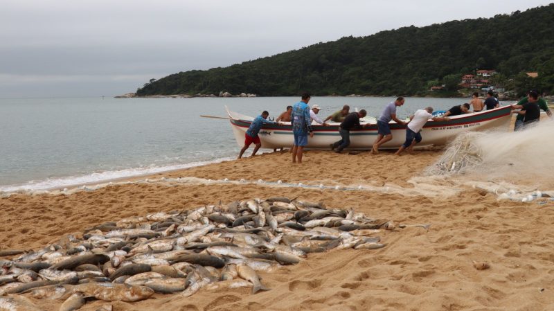 Safra da tainha 2024 em Santa Catarina