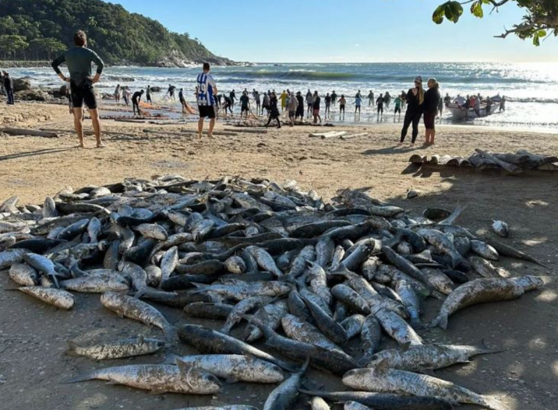 Pilha de tainhas em praia de bombinhas