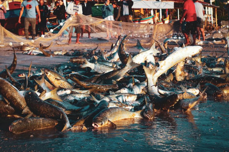 Foram mais de 40 pessoas auxiliando no processo e as 4.800 tainhas foram pescadas em 3 lan&ccedil;os – Foto: Joana Tridapalli/ Divulga&ccedil;&atilde;o