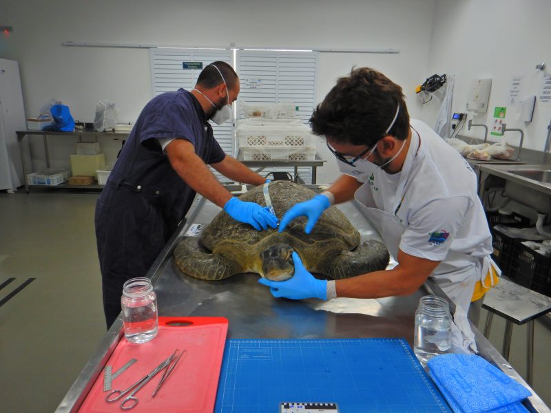 Necr&oacute;psia foi divulgada pelos pesquisadores nessa segunda-feira (27) – Foto: PMP-BS/Divulga&ccedil;&atilde;o/ND