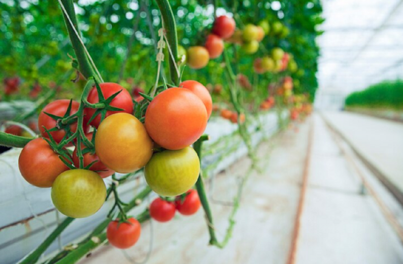 Produção de tomate tem expectativa de retornar ao patamar de 2022 - Foto: Freepik/Reprodução/ND