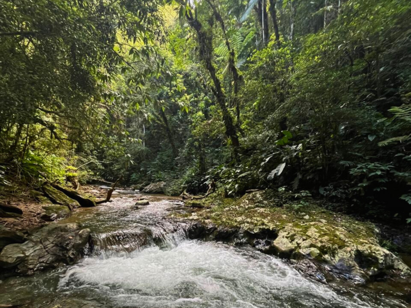 Foto da Trilha da Chuva, no Parque das Nascentes em Blumenau. Na parte inferior da foto, o ribeirão Garcia escorrendo em meio a pedras. Ao redor dele e ao fundo, muita vegetação verde.