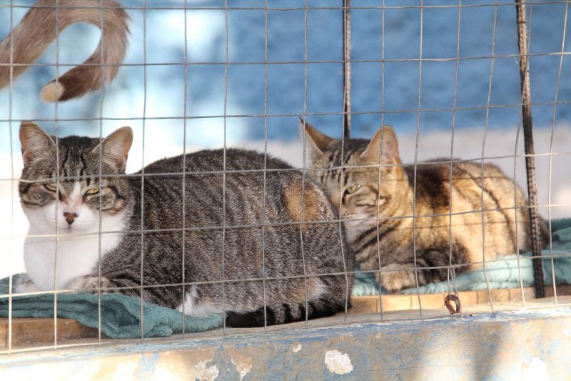 Animais da UAPA s&atilde;o vacinados, castrados e microchipados – Foto: SECOM Itaja&iacute;/ Divulga&ccedil;&atilde;o