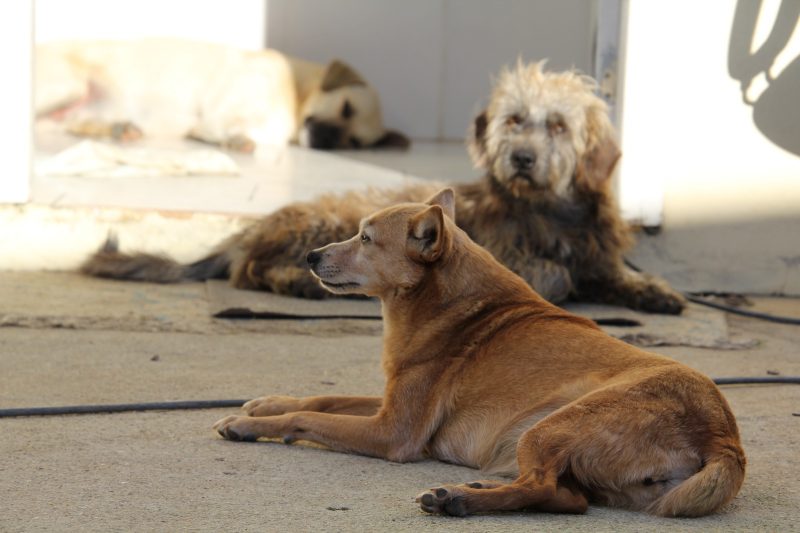 Cães disponíveis para adoção na feira de animais em Itajaí 