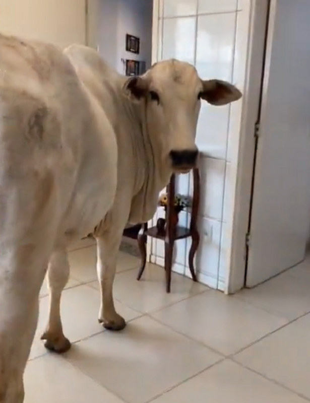 Vaca é flagrada invadindo residência e roubando comida - Foto: Lucas Botelho/Reprodução/ND