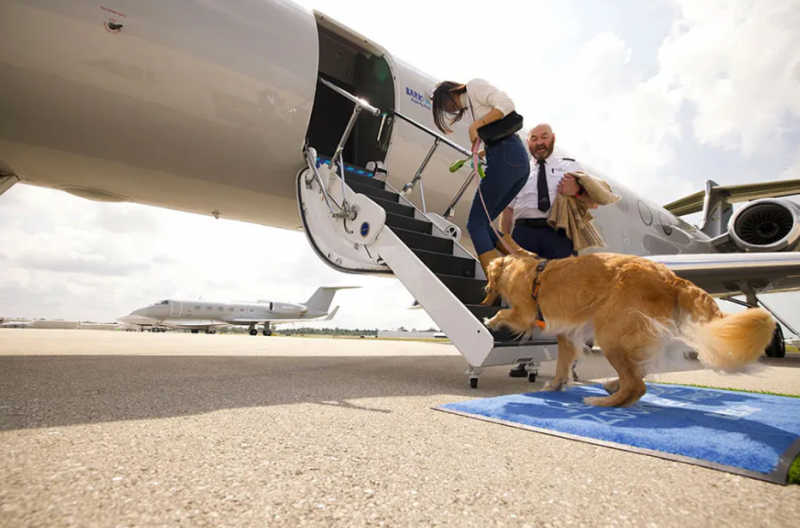 Na imagem, um cachorro entra em um avião de uma companhia aérea com voos para animais de estimação 