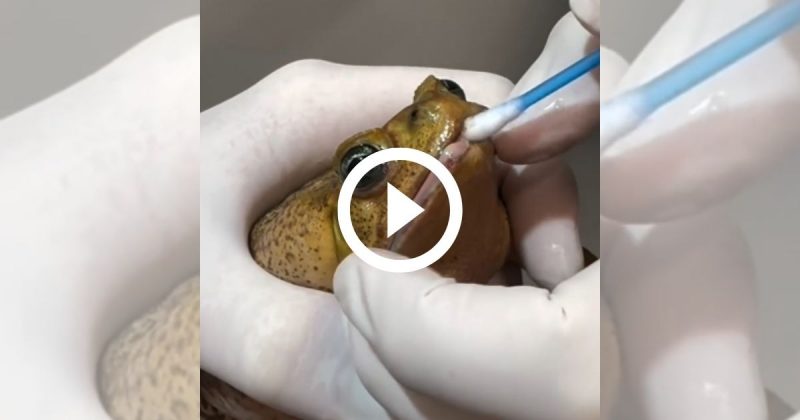 Biólogo resgata animal com boca colada e denuncia maus-tratos em Jaraguá do Sul