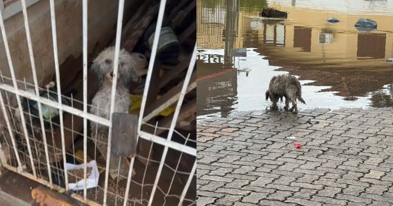Cachorro é encontrado preso e sem comida em meio a enchente no RS