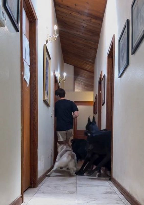 Cachorros seguindo o homem pelo corredor