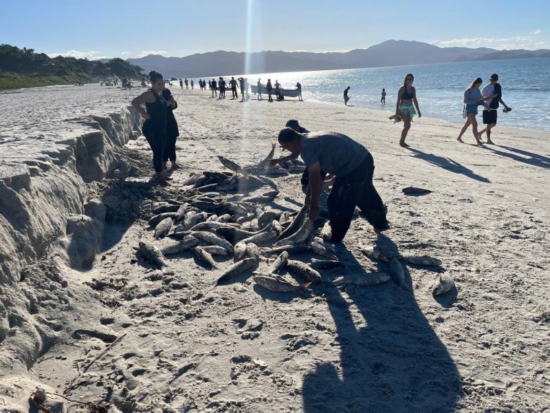 Parceria pescadores e Habitasul, ranchos de pesca da tainha mudam o cenário em Jurerê