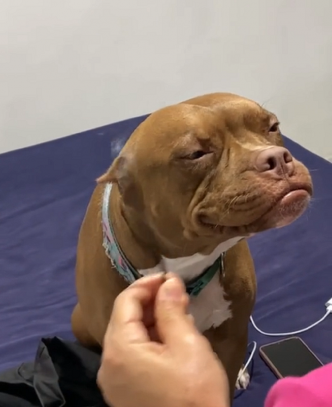 Vídeo viralizou no TikTok e bateu mais de 12 milhões de visualizações