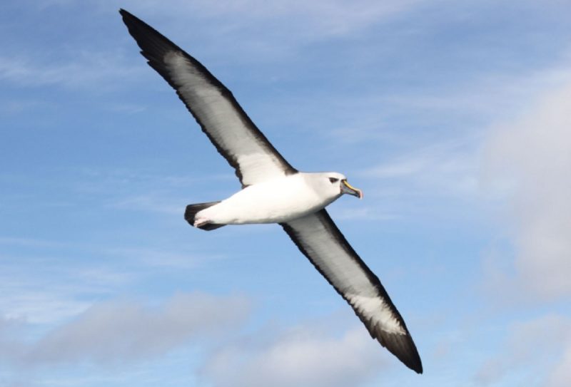 Dia Mundial do Albatroz, data fala sobre os gigantes do céu oceânico