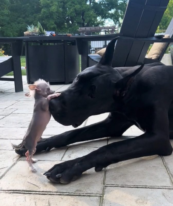 Chihuahua mordendo Dogue Alemão em brincadeira 